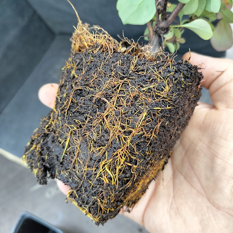 Барбарис Тунберга Багатель1 шт Р9